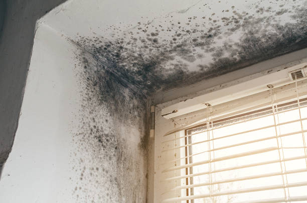 Trusted Black Mold Removal service in Orbisonia, PA - Cheap Mold Removal